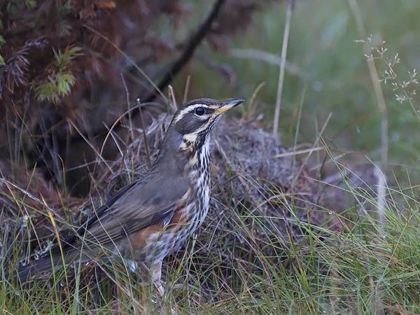 Punakylkirastas, Redwing, Turdus iliacus